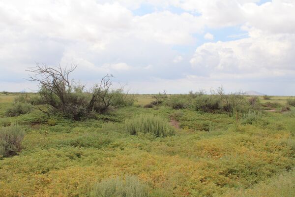 UNDER CONTRACT: Rare LUSH New Mexico Land! Hurry, Own This Jewel-Green Acre For Just $100/month! (2150)