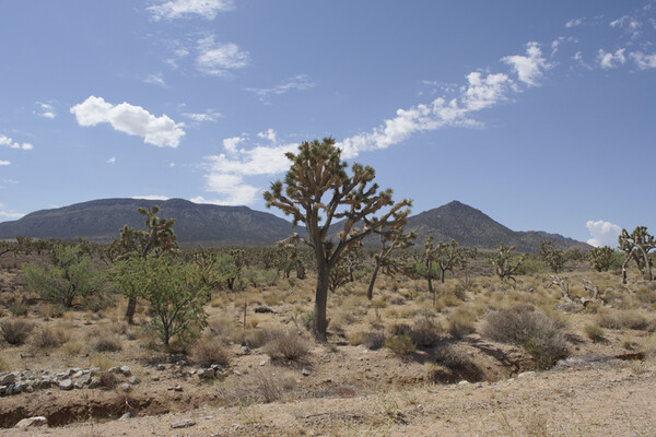Offroad Land Near Meadview, Arizona! Just $100/Month