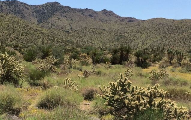 Do Things Your Way On 1.77 Acres in AZ! Only $99/Mo