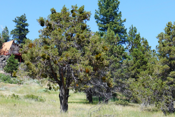 Oregon, Klamath County, Klamath Falls Forest Estates