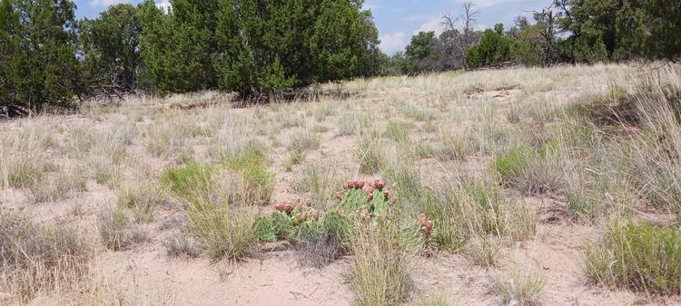 2.5 Acres in Northern AZ for Just $135/Month?!