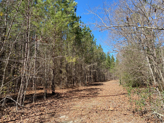 5 Acres of pure potential in Barnwell County!