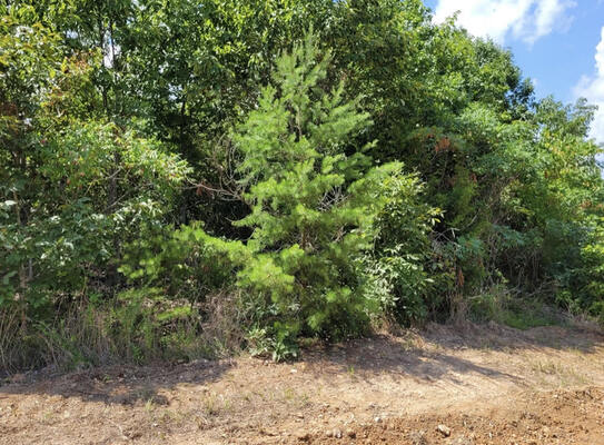 TN - Breathtaking Hurricane Creek Estates Starting @ $11,000/acre