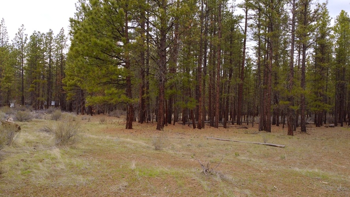 Build Home or Recreational Activities: 2.3 Acres for $299/mo