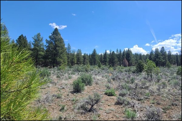 Invest In This 40-Acre Wooded Lot And Own Your Private Forest In Klamath County !!