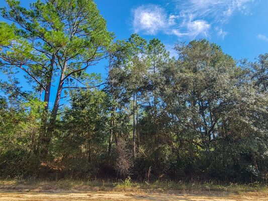 Interlachen Lot with Pine Trees in search of a Home Builder!