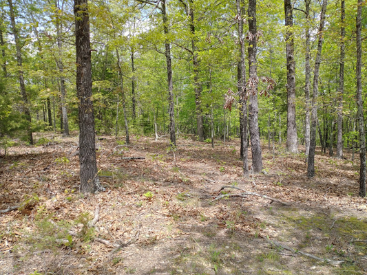 .35 acre lot in Hidden Southern Paradise for only $97/mo!