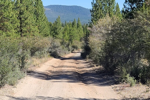 1.48-Acre Wooded Lot Full Of Trees and Serenity in Klamath County!