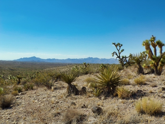 Lake Mead City Unit No 31, Lot 280, Meadview, AZ 86444 Land