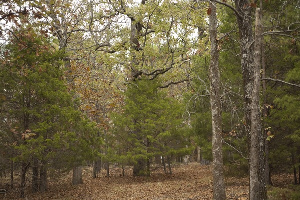 Latimer County – 12 Acres Fully Treed Land to Live on or Hunt