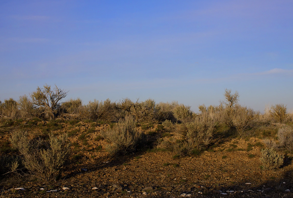 MUST SALE ASAP: NO BLM FEES with 1 ACRE in NM Mountains!