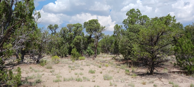 2.5 acres in AZ with Privacy and Trees.