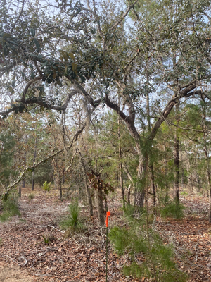 Claim Your Perfect Piece of Florida Land Before It's Gone!