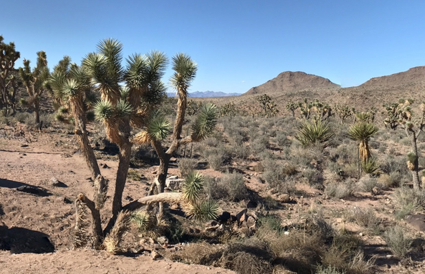 Secluded Serenity: 3.75 Acres, Arizona's Hidden Treasure!
