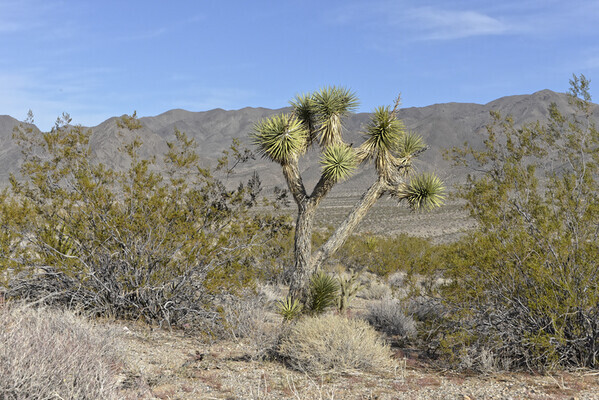 Amazing 3 acres Vacant Land in Mohave Arizona~ $400 Down!