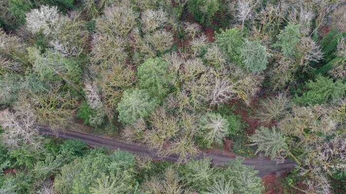 Treed 0.45 Acres near Sunset Beach in Lakewood!