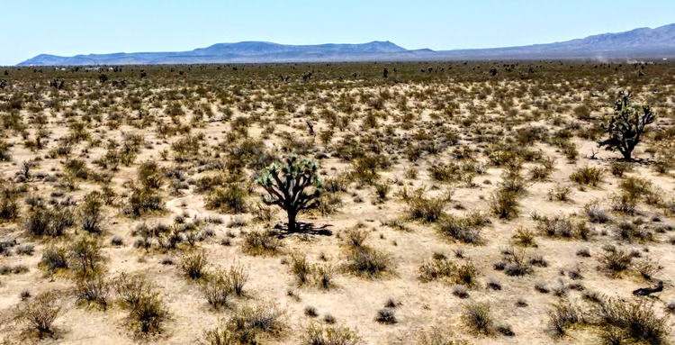 20 ACRES WITH JOSHUA TREES & VALLEY VIEWS