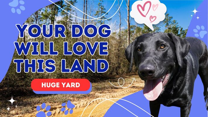 Your dog will love this land.  Room to run on 1.1 acres