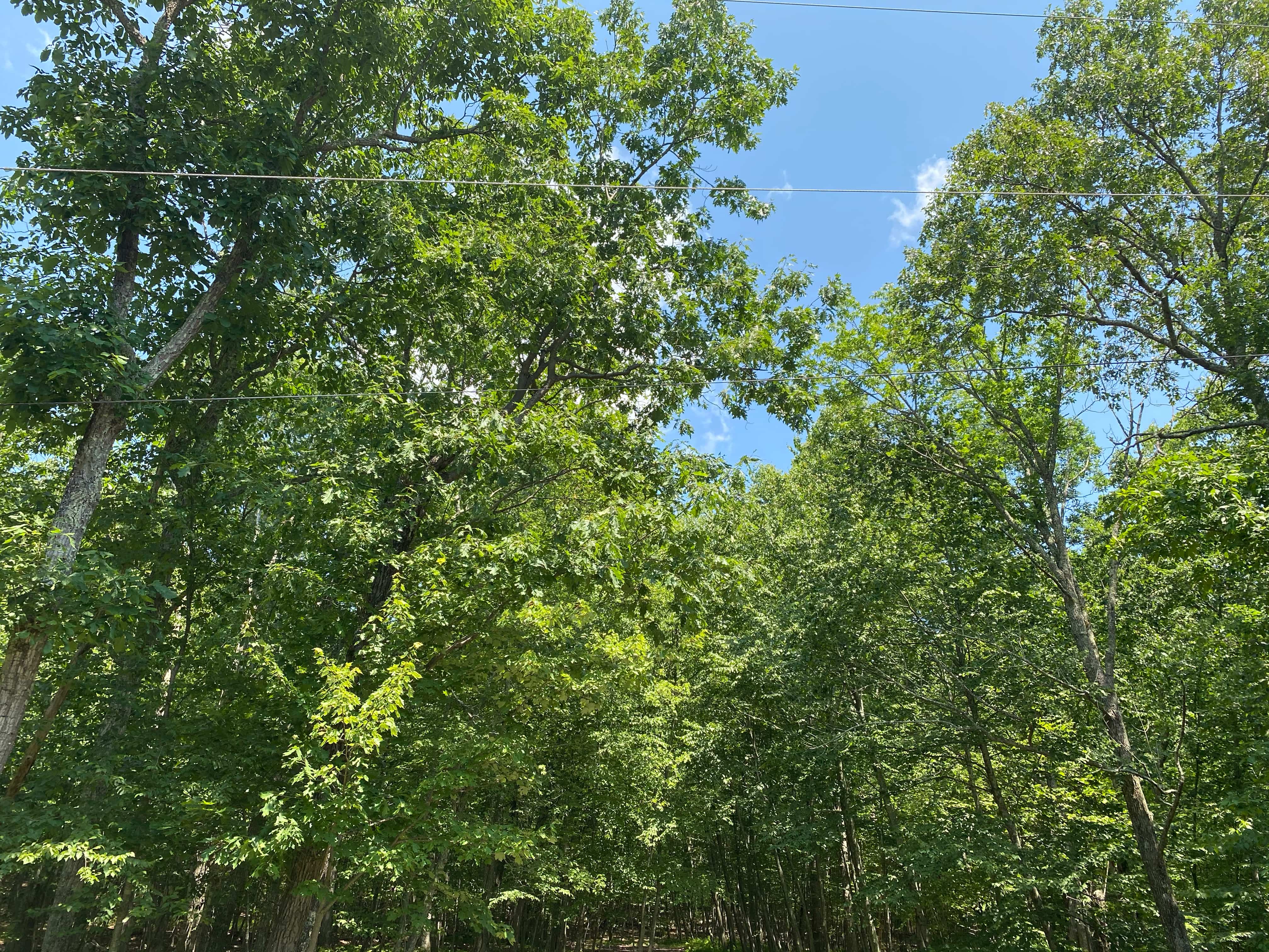 Oak Ln, Cresco, Monroe, Pennsylvania, 18326 Land for Sale Landmodo