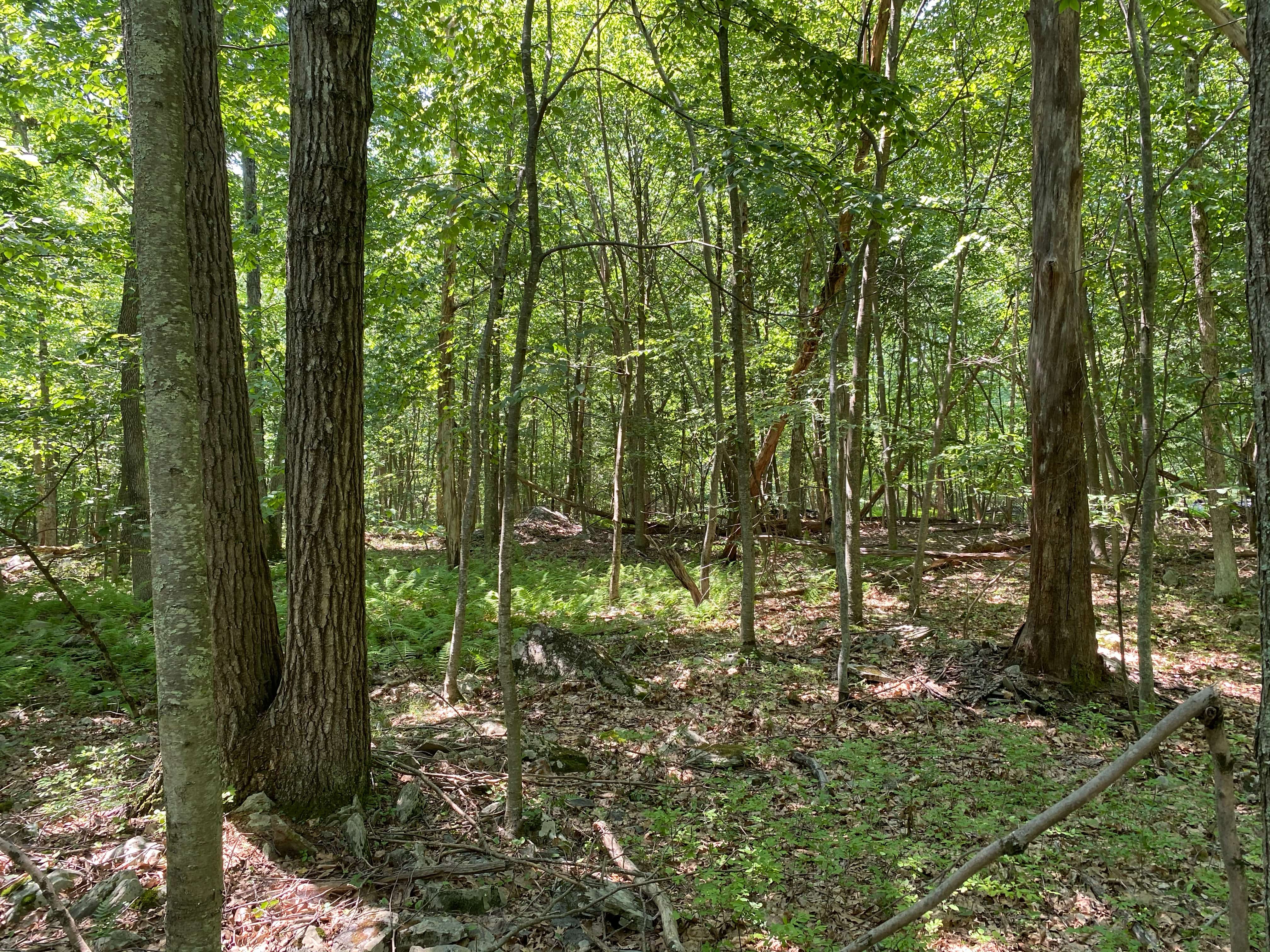 Oak Ln, Cresco, Monroe, Pennsylvania, 18362 Land for Sale Landmodo