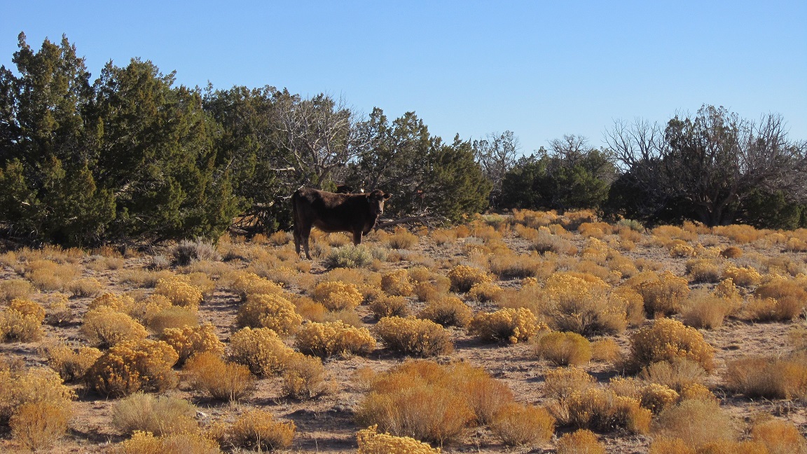 N/A, near Apache County N7200, St Johns, AZ 85936, Apache County, Dane