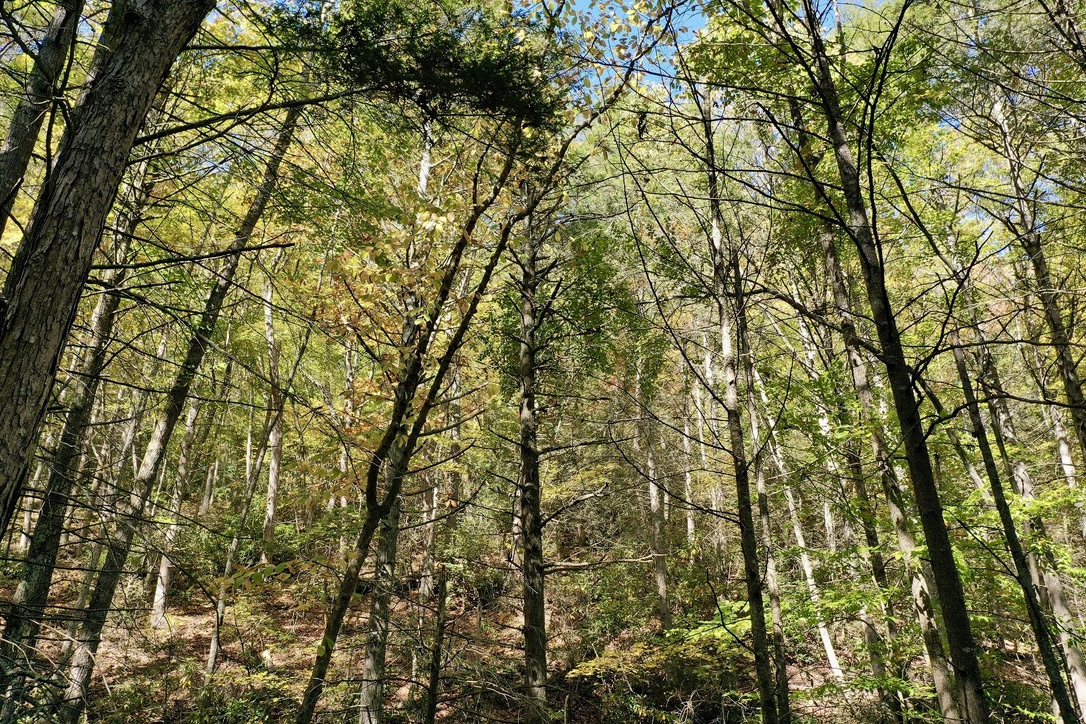 Beautiful private lot surrounded by National Forest