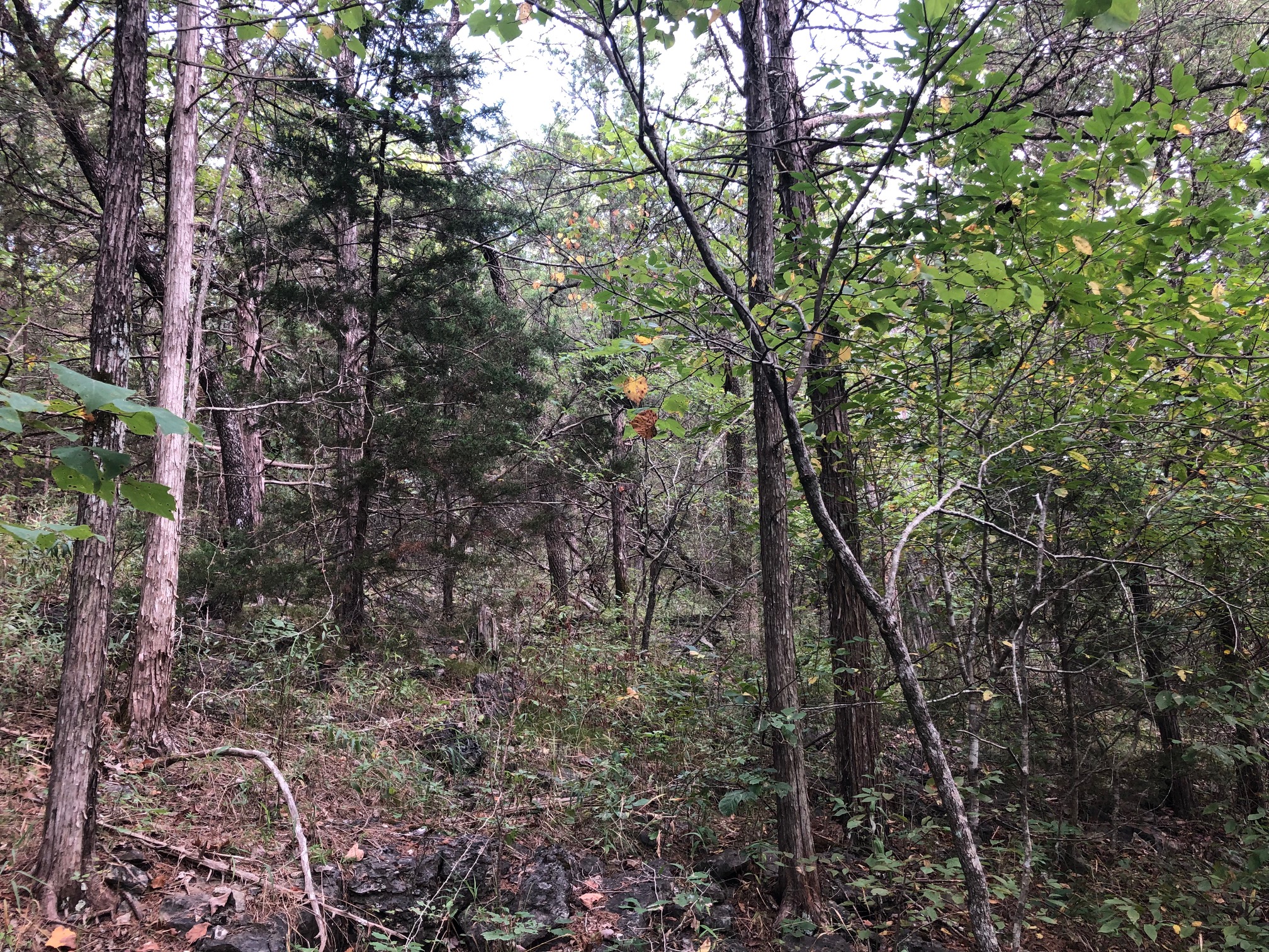 Table Rock Dr, , AR , USA, Eureka Springs, Carroll, Arkansas, 72631 Land for Sale Landmodo