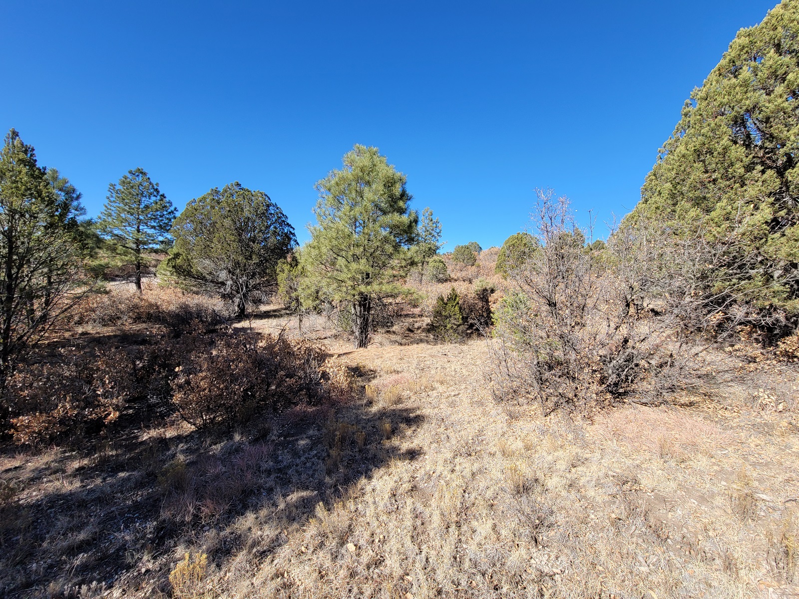 Eldorado Drive, Timberon, Otero, New Mexico, 88350 Land for Sale Landmodo